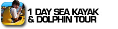 Sea Kayak Dolphin Tour